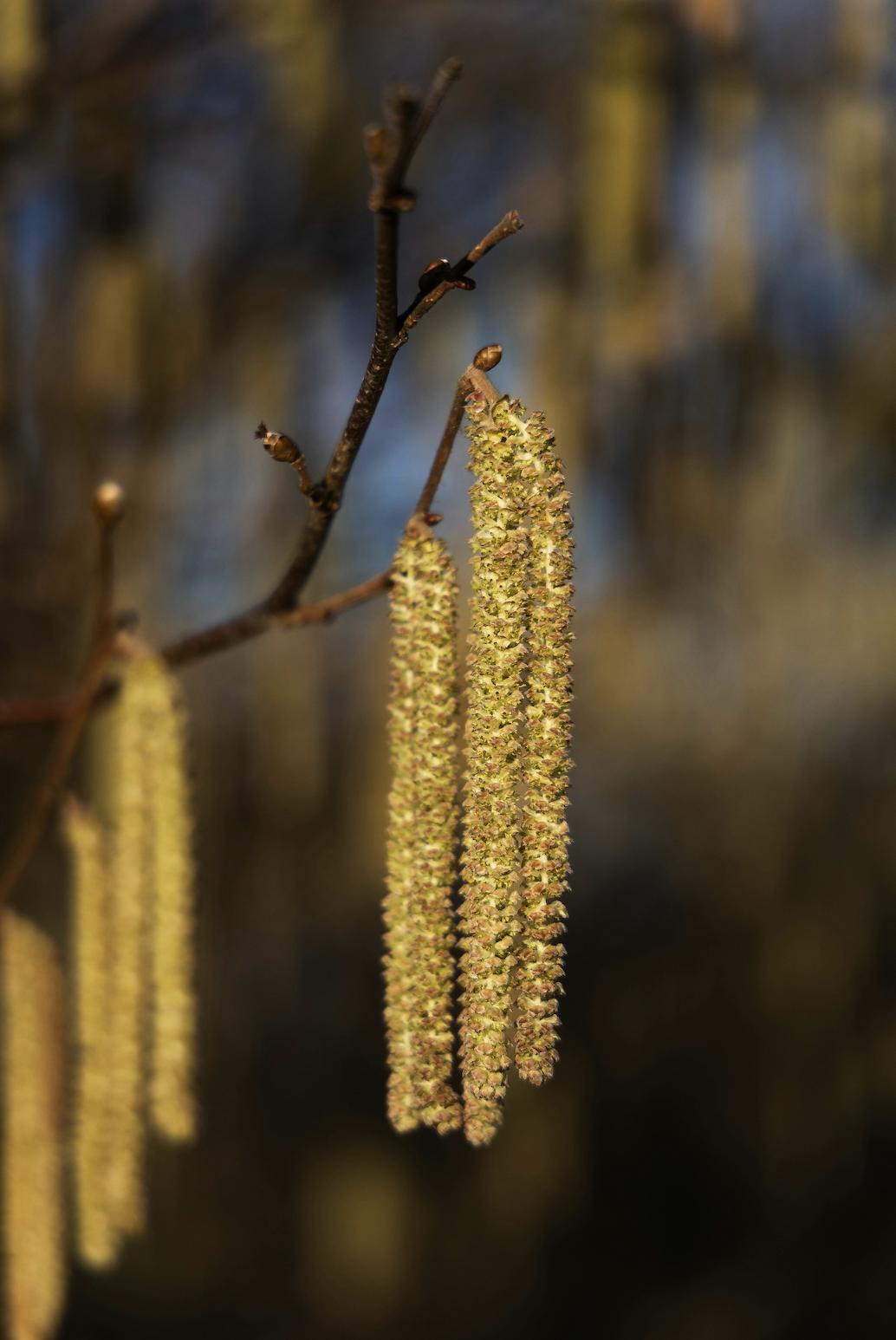 Spring in the UK: Why Headaches and Migraines Often Flare and How Specialist Physiotherapy Can Help